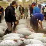 Fish brokers checking frozen tunas before their auction at the world's largest fish market at Tsukiji in Tokyo.
