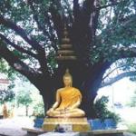 Buddha Under a Bodi Tree at Niwet Dhamma Prawat