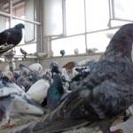 Sick pigeons rest inside a cage at Delhi's Charity Birds Hospital.