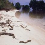 White Beach mangrove forest known as Pasir Putih