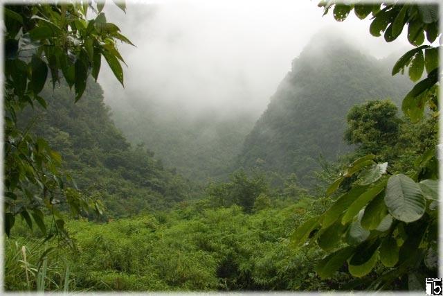 Forest in the river (Guizhou province) | ThingsAsian